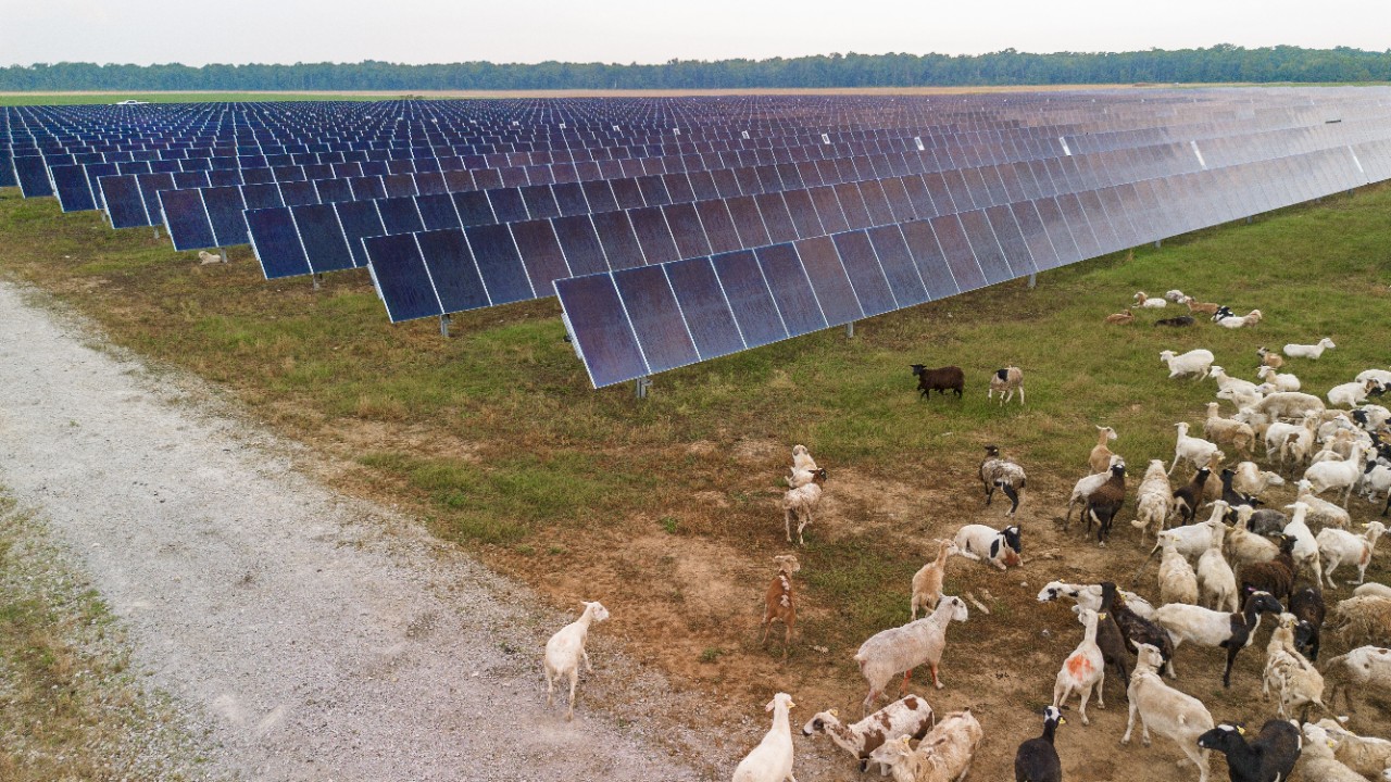 Newport Solar array in Arkansas.