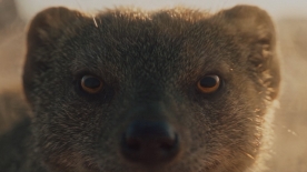 Expand image