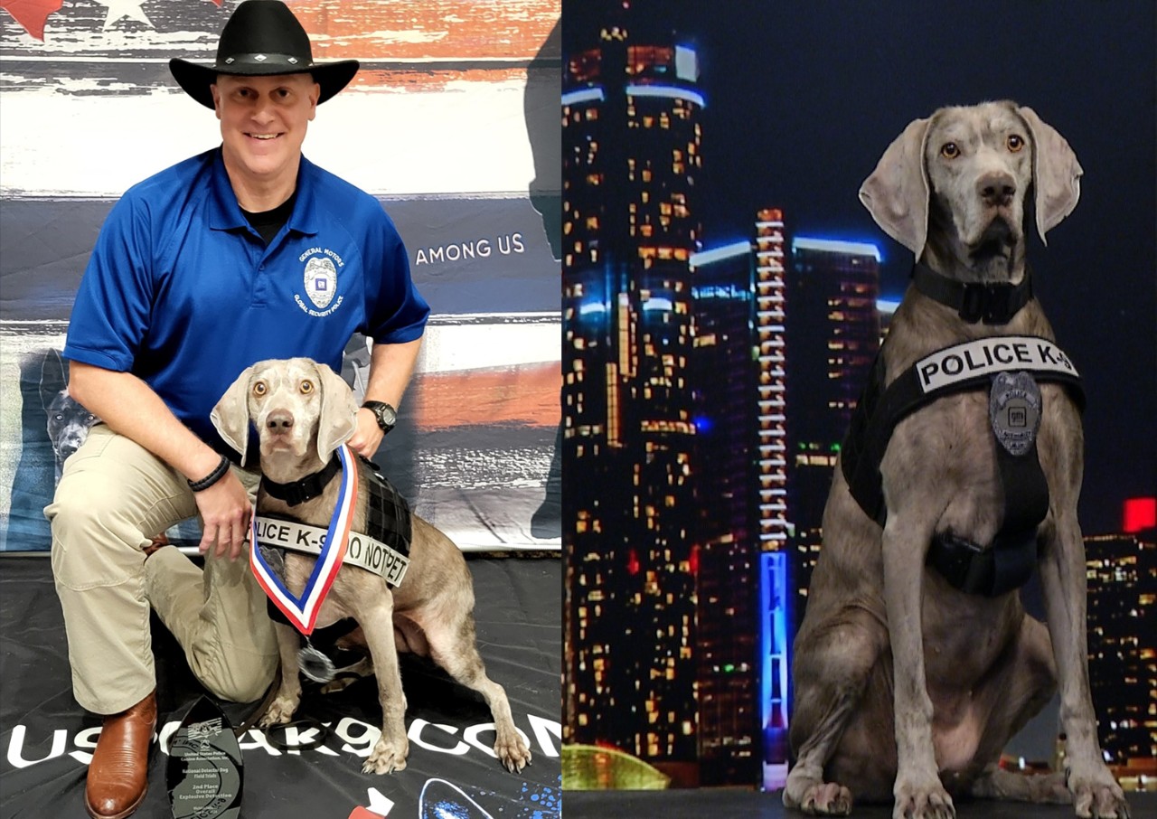 A side-by-side of K9 Officer Rick Rodden kneeling in front of Kasey adorned with champion medals (left) 