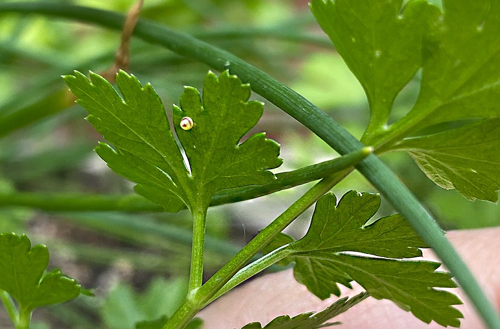 A white dot on the leaf of a plant