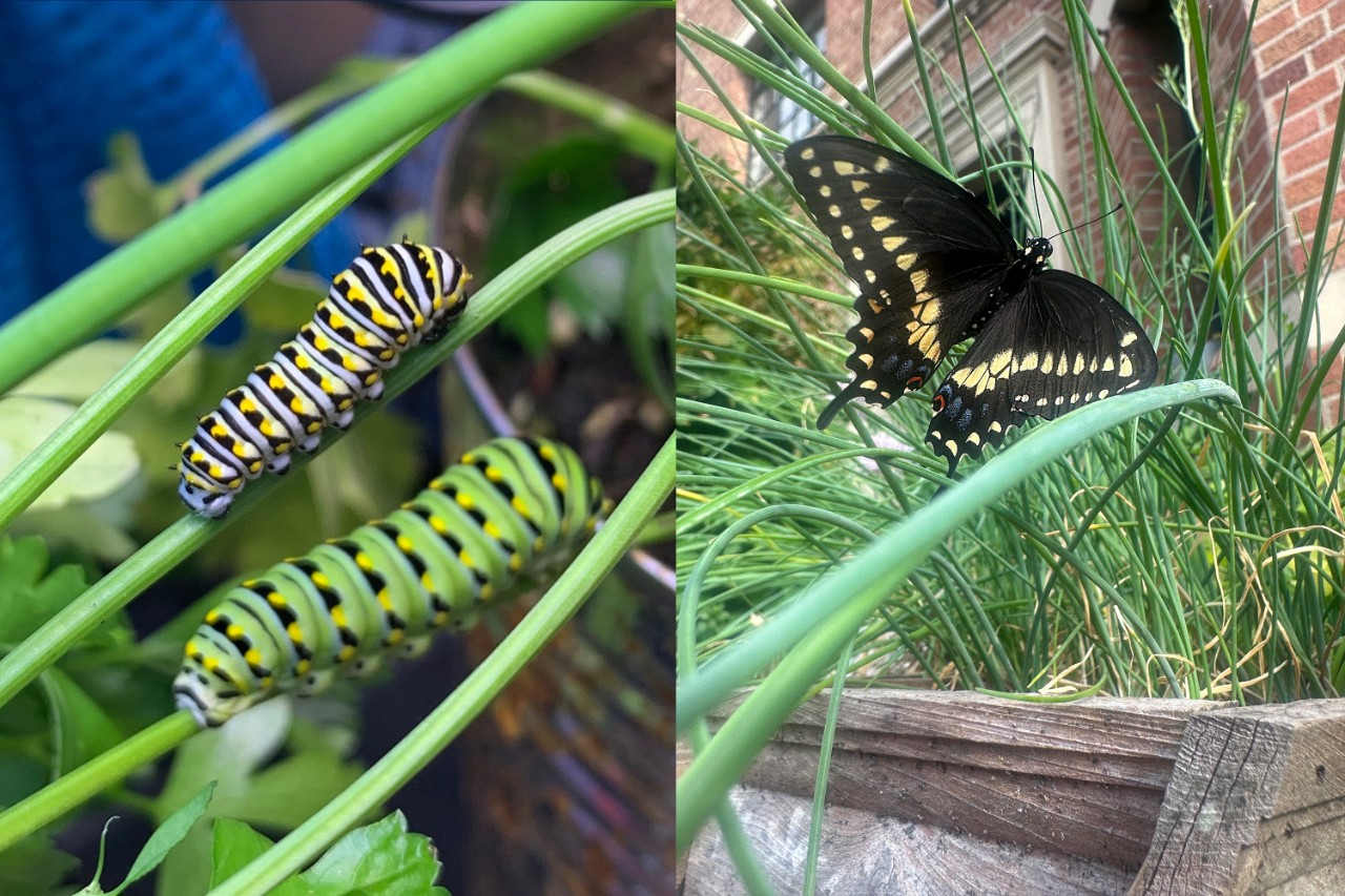 Two caterpillars and a butterfly in a garden