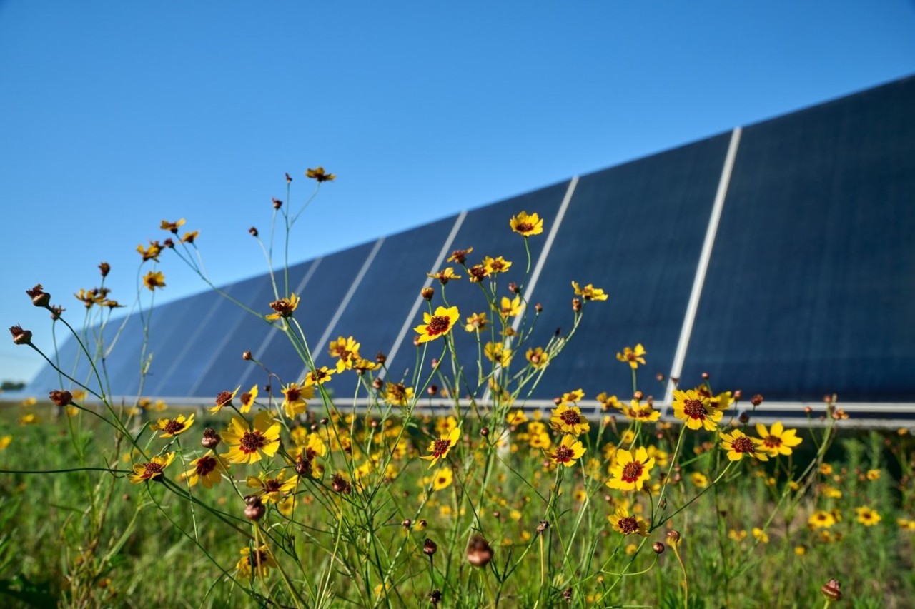 Yellow flowers and solar panels in a field.